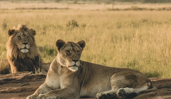 leones en la sabana africana