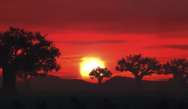 sunset en madagascar red beak trips